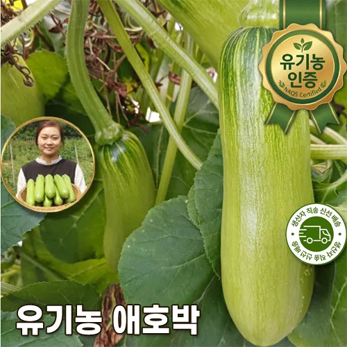 캡 씌우지 않고 자연적으로 키우는 유기농인증 애호박
