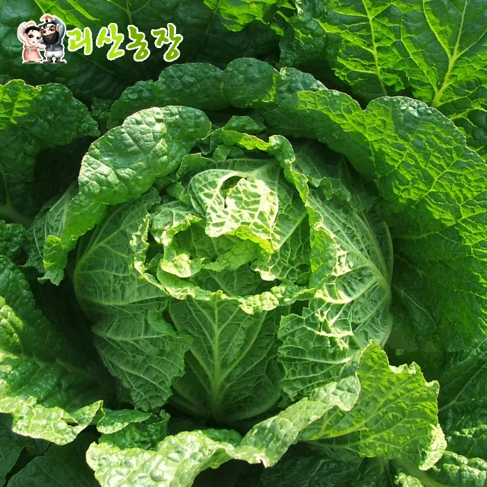[괴산 장연] 괴산농장 괴산절임배추 20kg [공기방울세척기+손세척/국내산 천일염/90일 김장 배추]