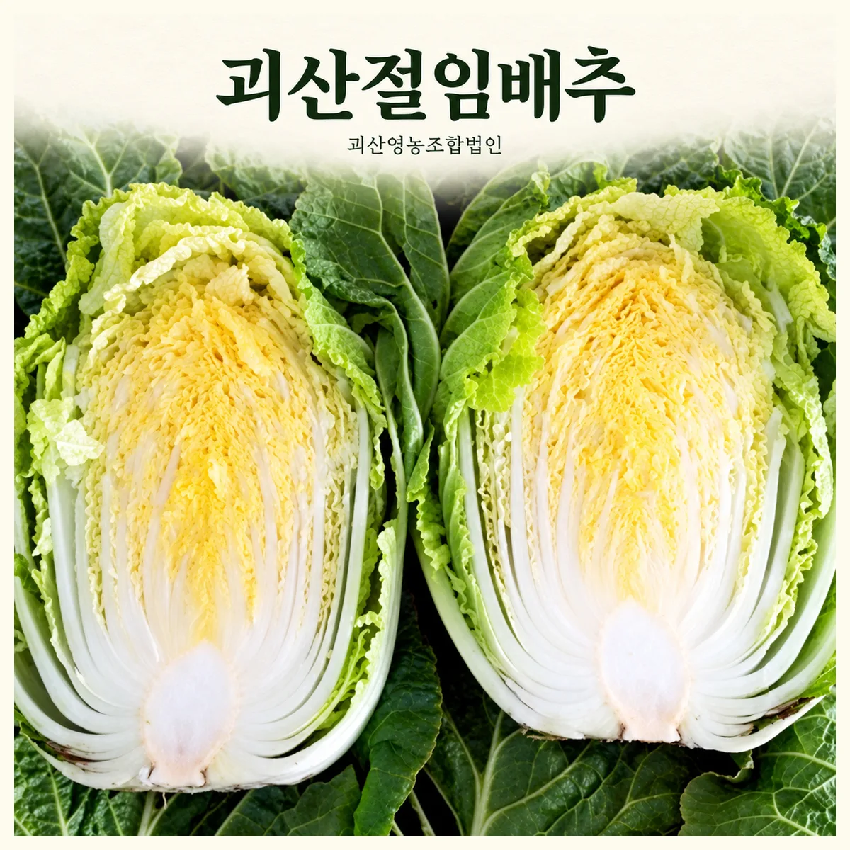 [로컬픽업: 괴산군 현장방문수령] 정품 괴산절임배추 20kg 전자동버블세척기+손세척5회 청결 괴산절임배추