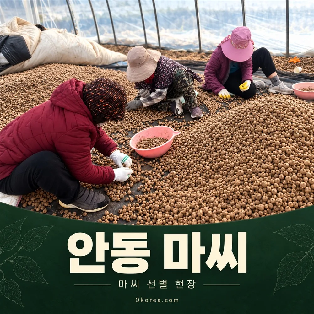 국내산 햇 안동마씨 1kg 3900원 온라인 최저가 도전