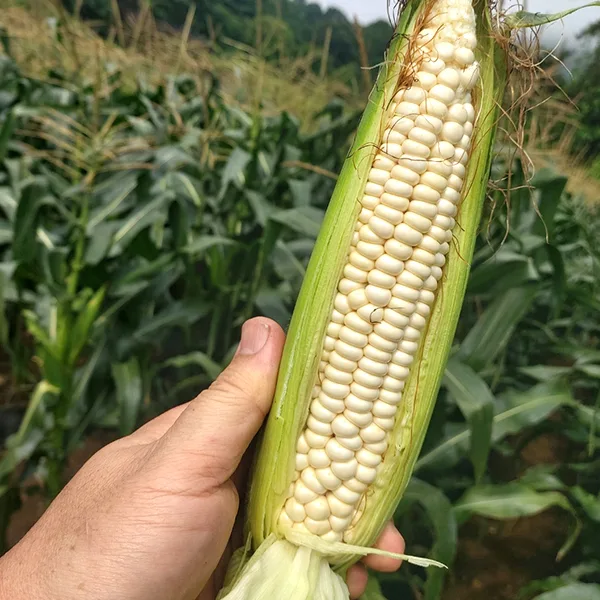 생냉동 괴산 미백찰옥수수