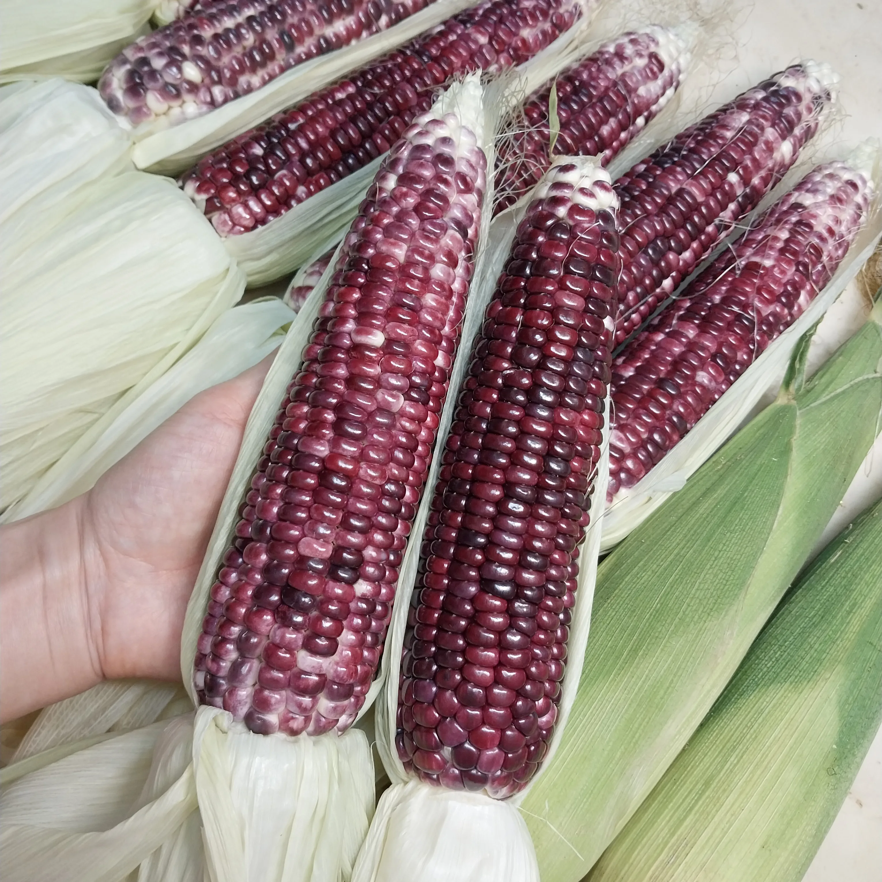 [7월예약] 흑점찰옥수수 산지직송