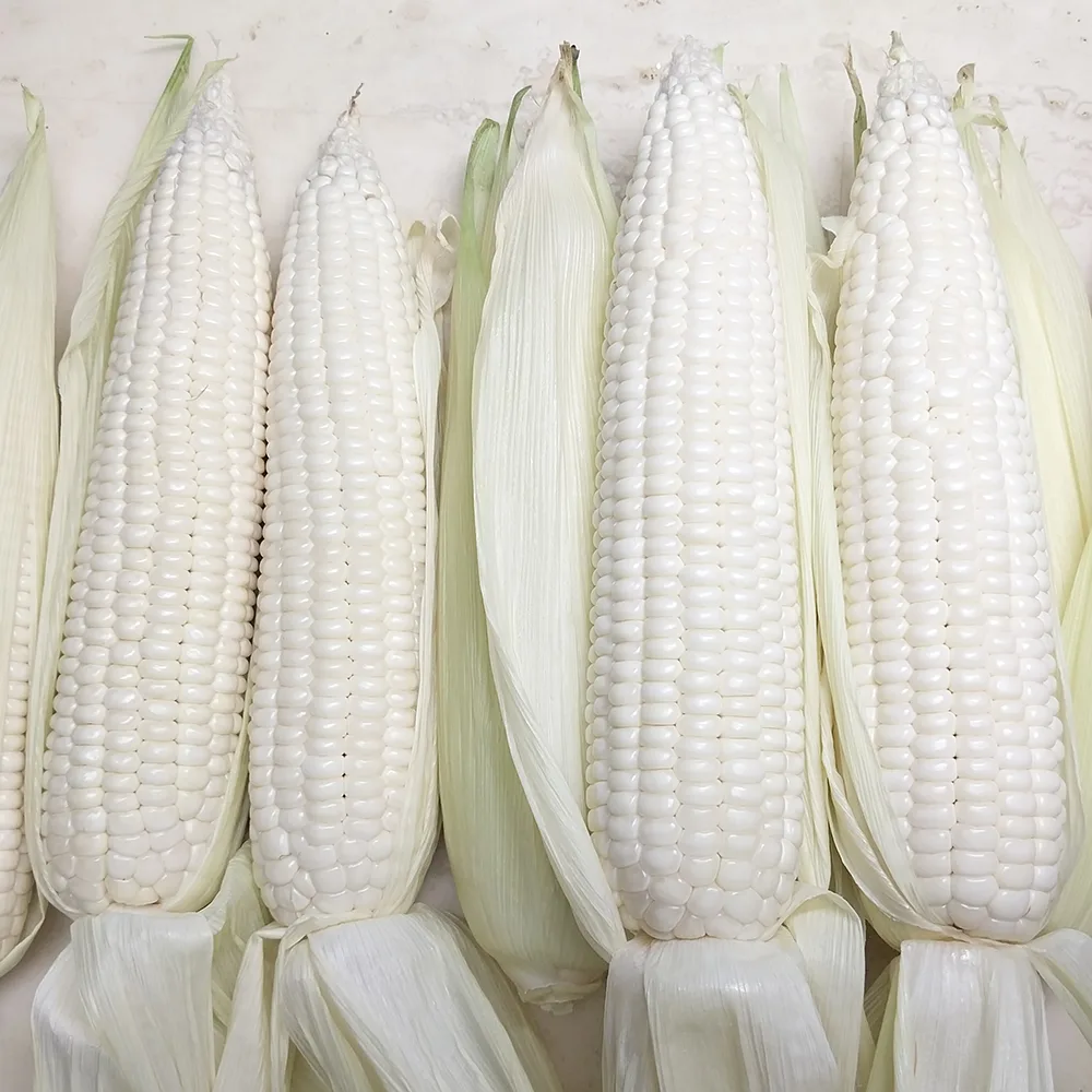 괴산 미백찰옥수수 산지직송