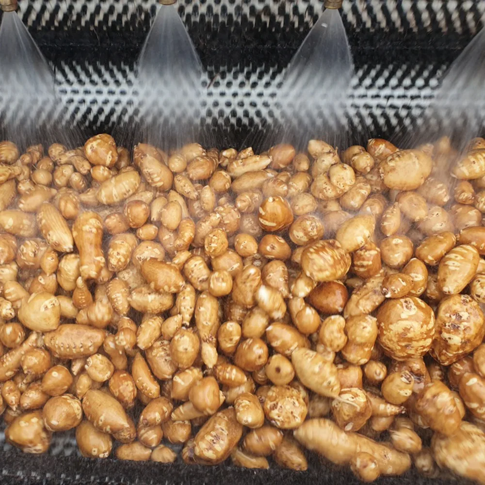 해남 아피오스 인디언감자