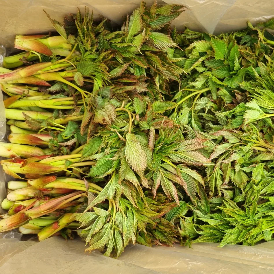 바로발송 홍천 눈개승마500g