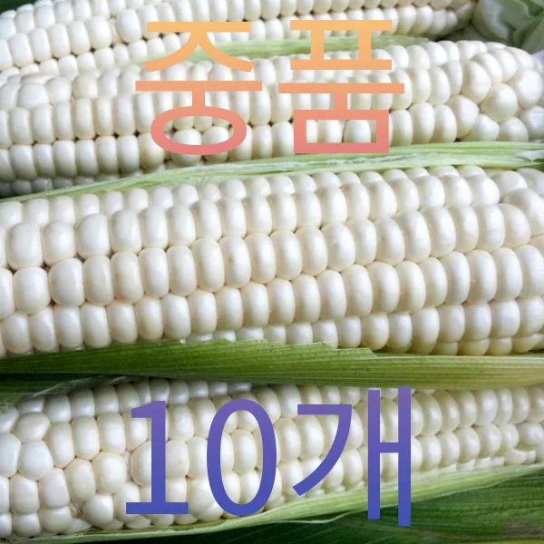 중품10개 15cm전후